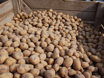 Kwaliteitsnormen pootgoed